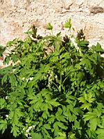 Coeur de Marie (1) (Photo F. Mrugala)